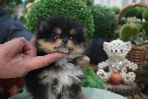 成約済の京都府のポメラニアン-67170の3枚目