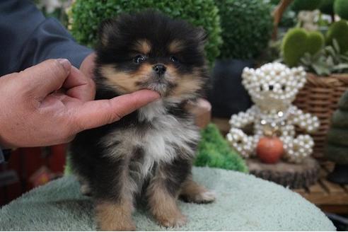 成約済の京都府のポメラニアン-67170の2枚目