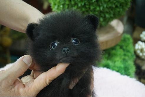 成約済の京都府のポメラニアン-67214の1枚目