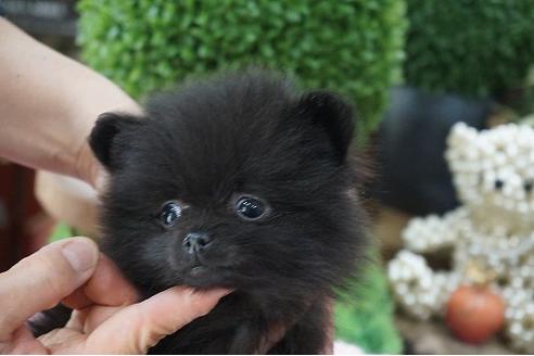 成約済の京都府のポメラニアン-67214の3枚目