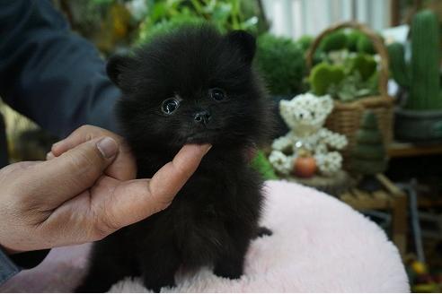 成約済の京都府のポメラニアン-67214の2枚目