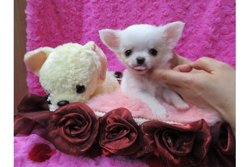 成約済の京都府のチワワ(ロングコート)-68957の1枚目