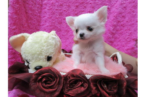 成約済の京都府のチワワ(ロングコート)-68957の6枚目