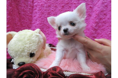 成約済の京都府のチワワ(ロングコート)-68957の5枚目