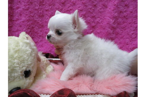 成約済の京都府のチワワ(ロングコート)-68957の4枚目