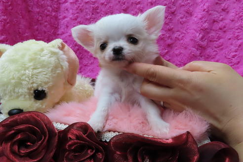 成約済の京都府のチワワ(ロングコート)-68957の3枚目