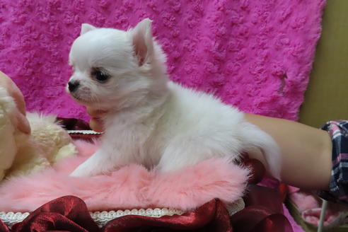 成約済の京都府のチワワ(ロングコート)-68957の2枚目