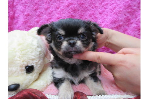 成約済の京都府のチワワ(ロングコート)-68958の1枚目