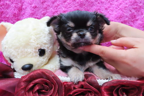 成約済の京都府のチワワ(ロングコート)-68958の4枚目