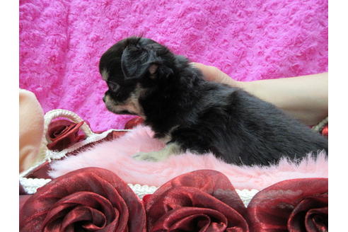 成約済の京都府のチワワ(ロングコート)-68958の3枚目