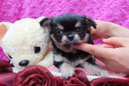 成約済の京都府のチワワ(ロングコート)-68958の2枚目