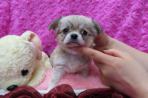 成約済の京都府のチワワ(ロングコート)-68959の1枚目