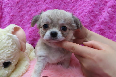 成約済の京都府のチワワ(ロングコート)-68959の6枚目