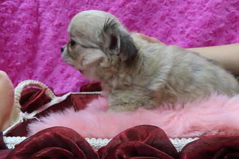 成約済の京都府のチワワ(ロングコート)-68959の5枚目