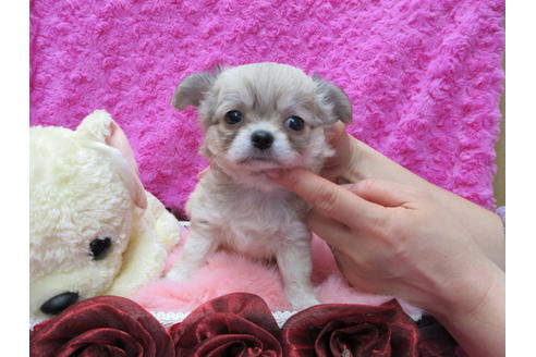 成約済の京都府のチワワ(ロングコート)-68959の4枚目