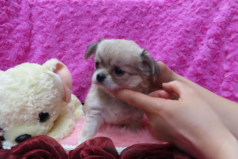 成約済の京都府のチワワ(ロングコート)-68959の3枚目