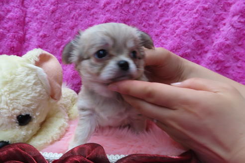 成約済の京都府のチワワ(ロングコート)-68959の2枚目