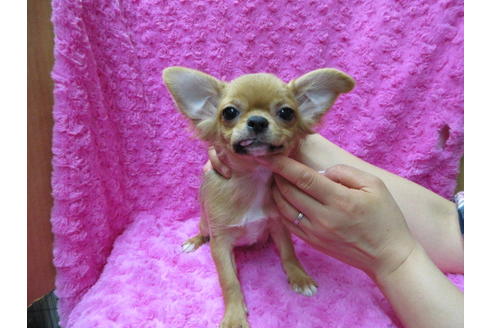 成約済の京都府のチワワ(ロングコート)-62058の1枚目