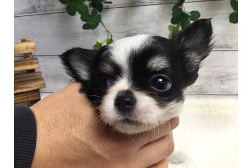 成約済の静岡県のチワワ(ロングコート)-67125の1枚目