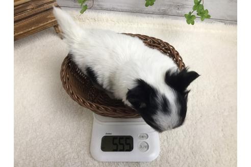 成約済の静岡県のチワワ(ロングコート)-67125の4枚目