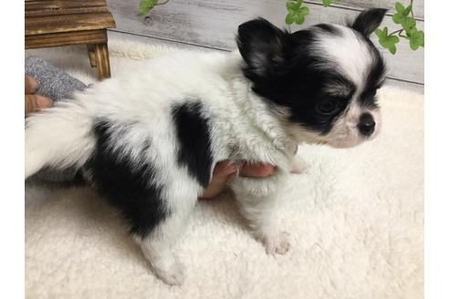 成約済の静岡県のチワワ(ロングコート)-67125の3枚目