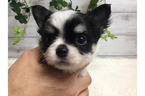 成約済の静岡県のチワワ(ロングコート)-67125の2枚目