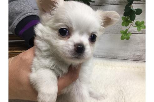 成約済の静岡県のチワワ(ロングコート)-67126の5枚目