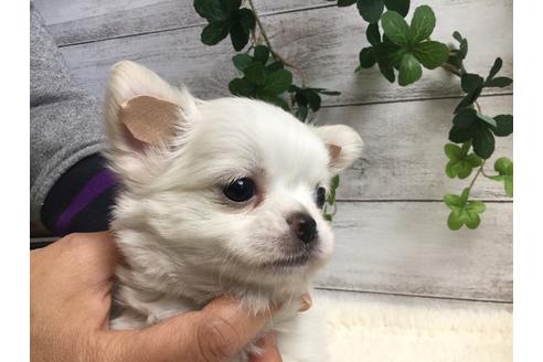 成約済の静岡県のチワワ(ロングコート)-67126の4枚目