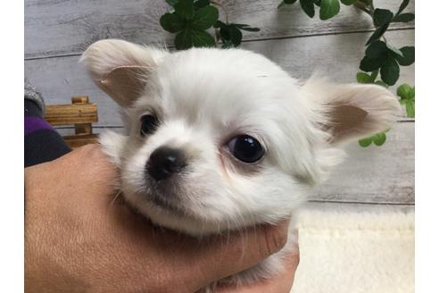 成約済の静岡県のチワワ(ロングコート)-67126の3枚目