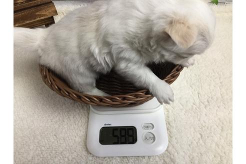 成約済の静岡県のチワワ(ロングコート)-67126の2枚目