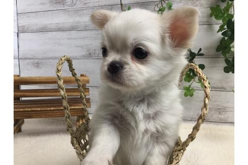 成約済の静岡県のチワワ(ロングコート)-67126の1枚目