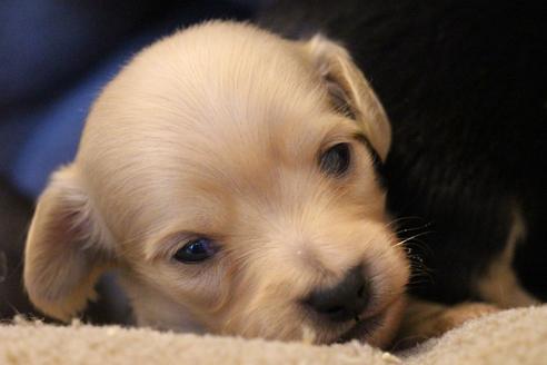 成約済の愛知県のカニンヘンダックスフンド(ロングヘアード)-68202の3枚目