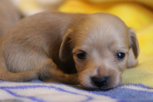 成約済の愛知県のカニンヘンダックスフンド(ロングヘアード)-68202