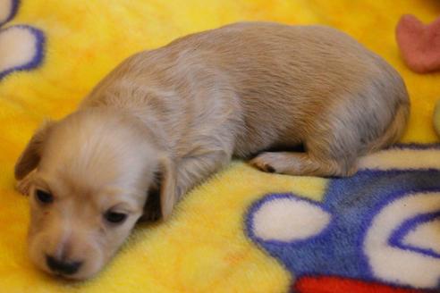 成約済の愛知県のカニンヘンダックスフンド(ロングヘアード)-68201の4枚目