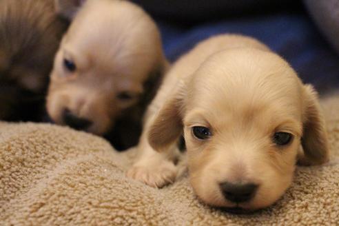 成約済の愛知県のカニンヘンダックスフンド(ロングヘアード)-68201