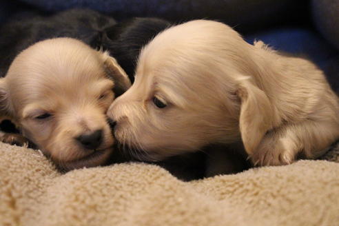 成約済の愛知県のカニンヘンダックスフンド(ロングヘアード)-68201の3枚目