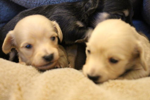 成約済の愛知県のカニンヘンダックスフンド(ロングヘアード)-68202の2枚目