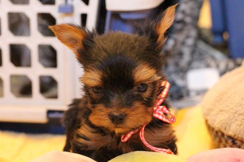 成約済の愛知県のヨークシャーテリア-67375の5枚目