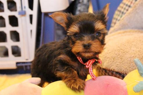 成約済の愛知県のヨークシャーテリア-67375の4枚目