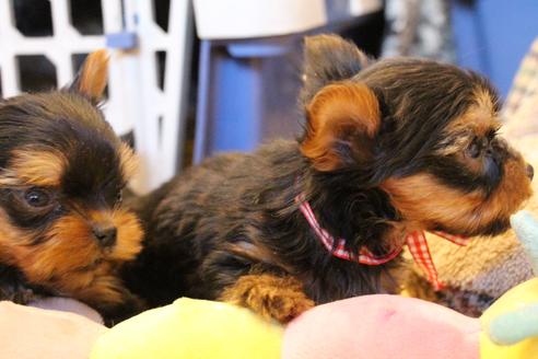 成約済の愛知県のヨークシャーテリア-67375の3枚目