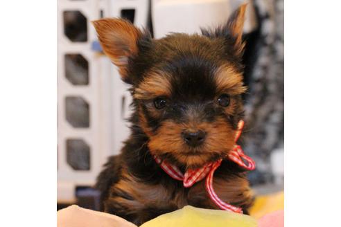 成約済の愛知県のヨークシャーテリア-67375の1枚目