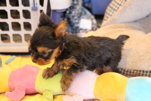 成約済の愛知県のヨークシャーテリア-67375の2枚目
