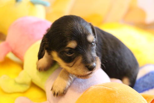 成約済の愛知県のカニンヘンダックスフンド(ロングヘアード)-68200の1枚目