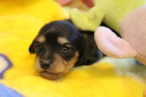 成約済の愛知県のカニンヘンダックスフンド(ロングヘアード)-68200の3枚目