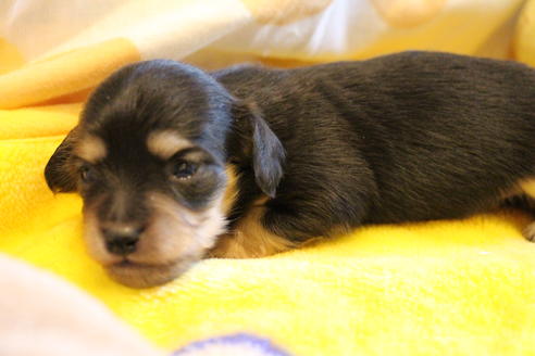 成約済の愛知県のカニンヘンダックスフンド(ロングヘアード)-68200の2枚目