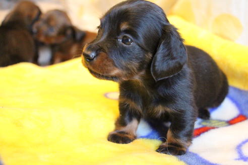 成約済の愛知県のカニンヘンダックスフンド(ロングヘアード)-68115の24枚目