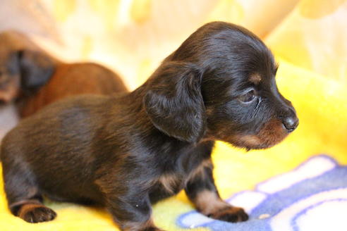 成約済の愛知県のカニンヘンダックスフンド(ロングヘアード)-68115の23枚目