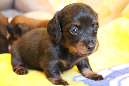 成約済の愛知県のカニンヘンダックスフンド(ロングヘアード)-68115の22枚目