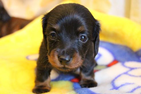 成約済の愛知県のカニンヘンダックスフンド(ロングヘアード)-68115の21枚目