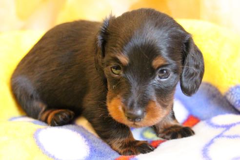 成約済の愛知県のカニンヘンダックスフンド(ロングヘアード)-68114の9枚目